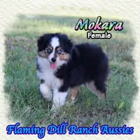 Mokara, a female Toy Australian Shepherd for sale in Forestburg, TX – 1 of 5