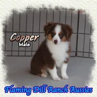 Copper, a male Toy Australian Shepherd for sale in Forestburg, TX – 3 of 5