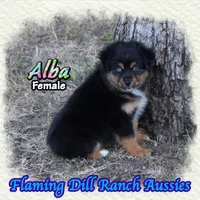 Alba, a female Miniature Australian Shepherd for sale in Forestburg, TX – 3 of 5