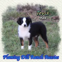 Tevis, a male Toy Australian Shepherd for sale in Forestburg, TX – 1 of 5