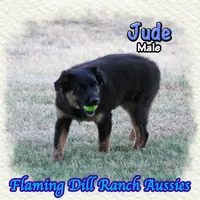 Jude, a male Miniature Australian Shepherd for sale in Forestburg, TX – 3 of 5
