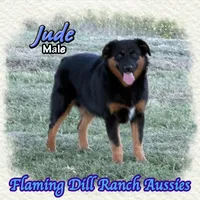 Jude, a male Miniature Australian Shepherd for sale in Forestburg, TX – 2 of 5