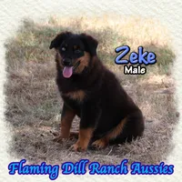Zeke, a male Miniature Australian Shepherd for sale in Forestburg, TX – 3 of 5