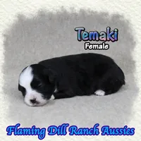 Temaki, a female Toy Australian Shepherd for sale in Forestburg, TX – 2 of 5