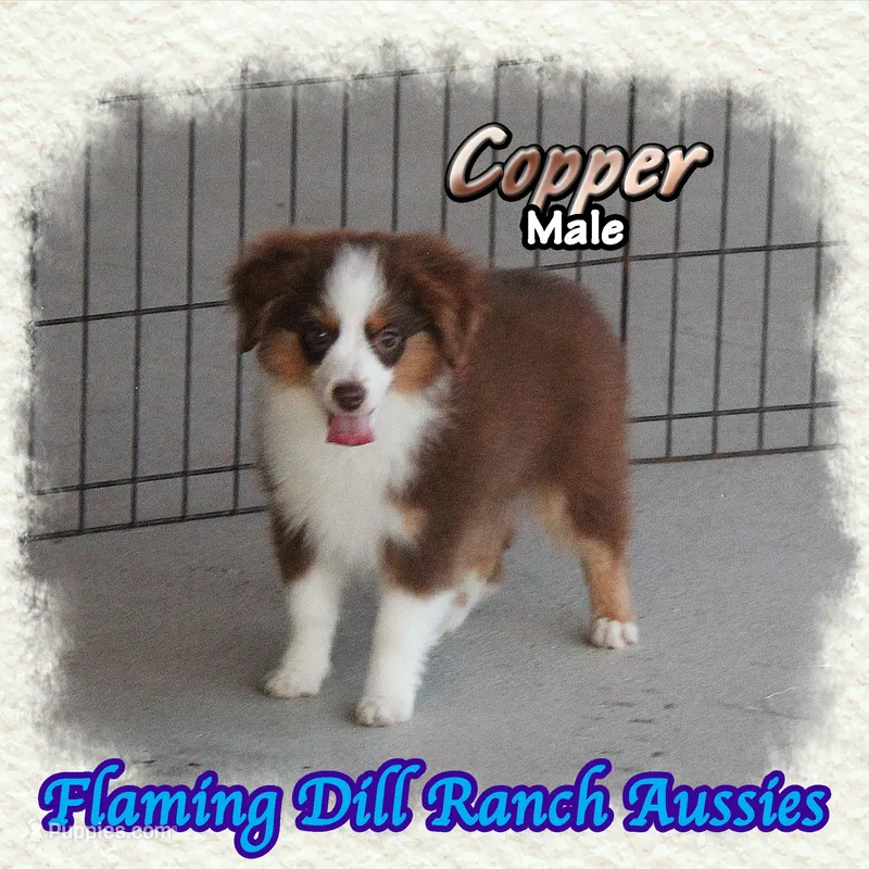Copper – Toy Australian Shepherd puppy for sale in Forestburg, TX