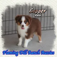 Copper, a male Toy Australian Shepherd for sale in Forestburg, TX – 1 of 5