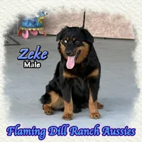 Zeke, a male Miniature Australian Shepherd for sale in Forestburg, TX – 3 of 5