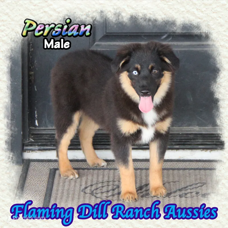 Persian – Miniature Australian Shepherd puppy for sale in Forestburg, TX