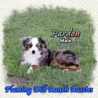 Pardon, a male Toy Australian Shepherd for sale in Forestburg, TX – Photo 4 of 5