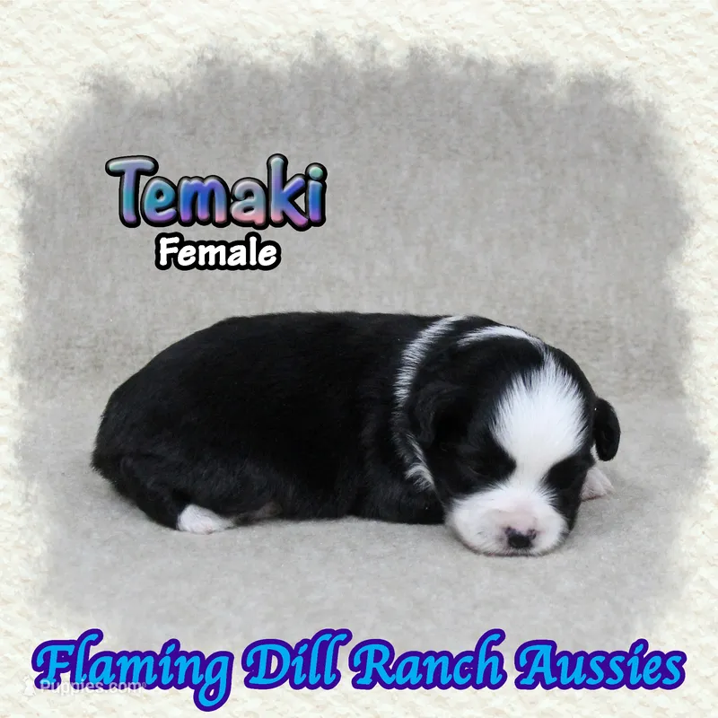 Temaki – Toy Australian Shepherd puppy for sale in Forestburg, TX