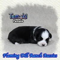 Temaki, a female Toy Australian Shepherd for sale in Forestburg, TX – 1 of 5