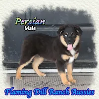 Persian, a male Miniature Australian Shepherd for sale in Forestburg, TX – 4 of 5