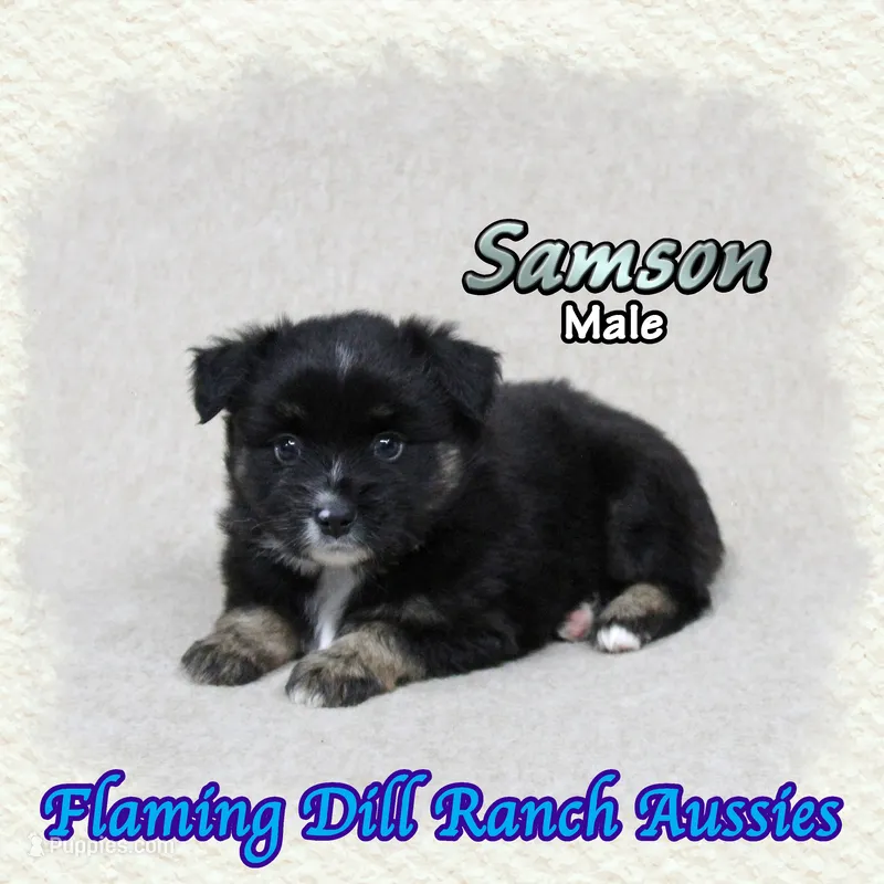 Samson – Miniature Australian Shepherd puppy for sale in Forestburg, TX