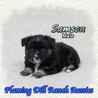 Samson, a male Miniature Australian Shepherd for sale in Forestburg, TX – 1 of 5