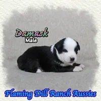 Damask, a male Miniature Australian Shepherd for sale in Forestburg, TX – 4 of 5