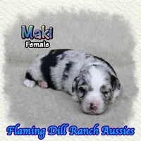 Maki, a female Toy Australian Shepherd for sale in Forestburg, TX – 3 of 5