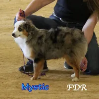 Mystic, a female Toy Australian Shepherd for sale in Forestburg, TX – 3 of 4