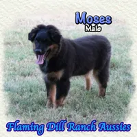 Moses, a male Miniature Australian Shepherd for sale in Forestburg, TX – 2 of 5