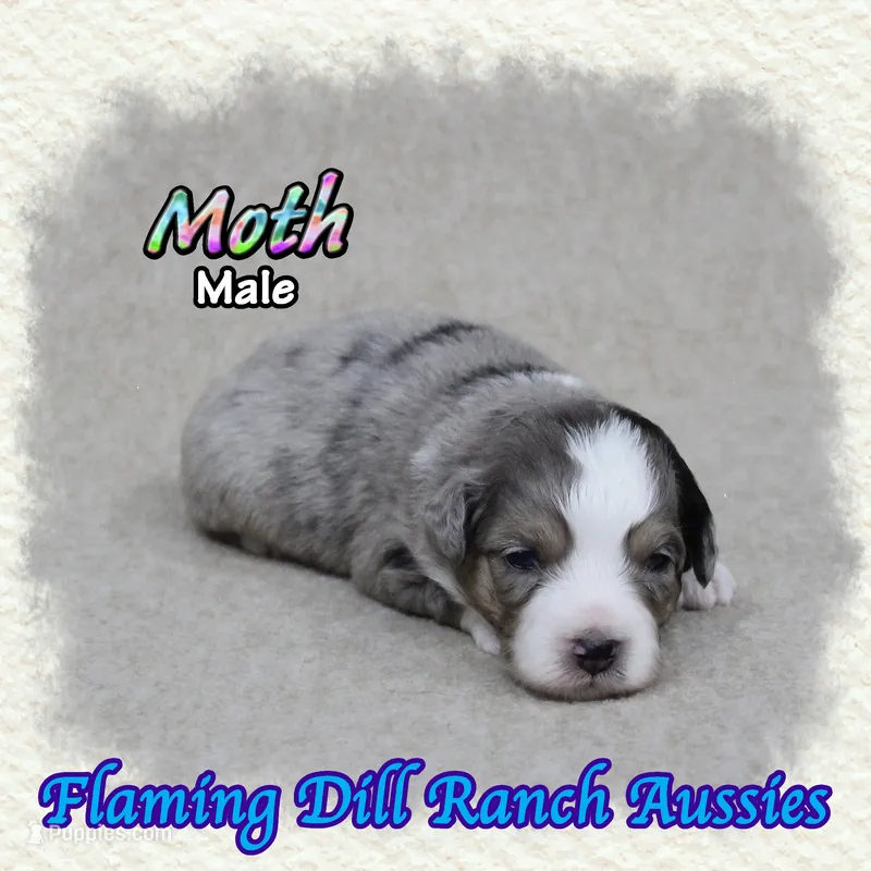Moth – Toy Australian Shepherd puppy for sale in Forestburg, TX
