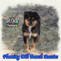 Alba, a female Miniature Australian Shepherd for sale in Forestburg, TX – 4 of 5