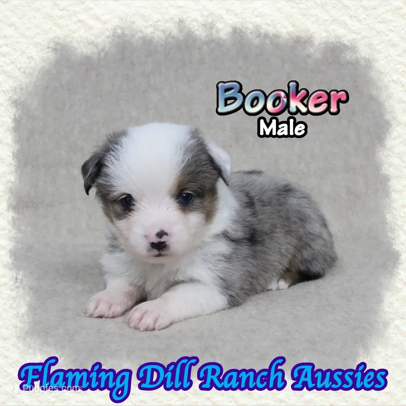 Booker – Toy Australian Shepherd puppy for sale in Forestburg, TX