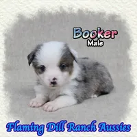 Booker, a male Toy Australian Shepherd for sale in Forestburg, TX – 1 of 5