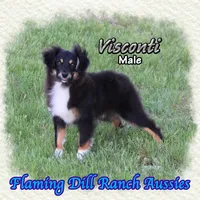 Visconti, a male Toy Australian Shepherd for sale in Forestburg, TX – Photo 2 of 5