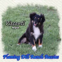 Visconti, a male Toy Australian Shepherd for sale in Forestburg, TX – Photo 3 of 5