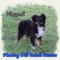 Visconti, a male Toy Australian Shepherd for sale in Forestburg, TX – Photo 4 of 5
