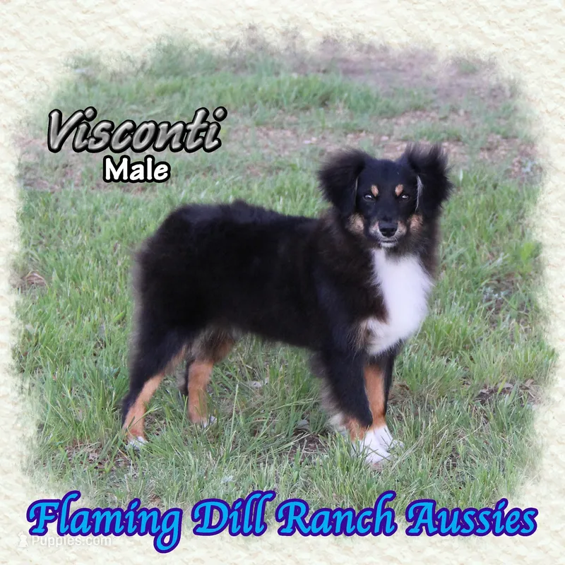 Visconti – Toy Australian Shepherd puppy for sale in Forestburg, TX