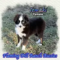 Temaki, a female Toy Australian Shepherd for sale in Forestburg, TX – 2 of 5