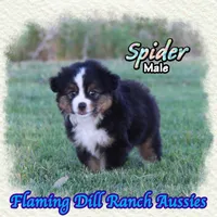 Spider, a male Toy Australian Shepherd for sale in Forestburg, TX – 2 of 5