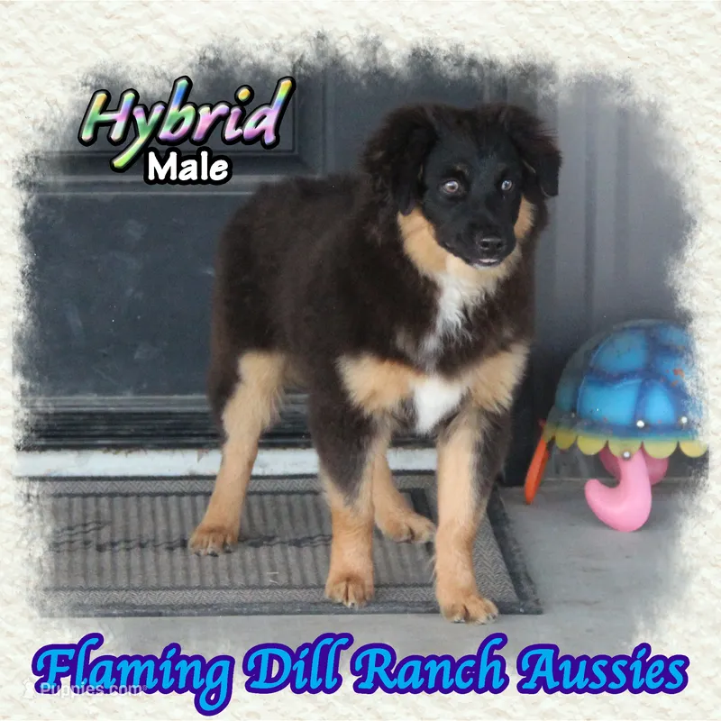 Hybrid – Miniature Australian Shepherd puppy for sale in Forestburg, TX