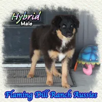 Hybrid, a male Miniature Australian Shepherd for sale in Forestburg, TX – 1 of 5