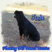 Jude, a male Miniature Australian Shepherd for sale in Forestburg, TX – 3 of 5