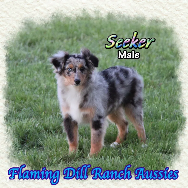 Seeker – Toy Australian Shepherd puppy for sale in Forestburg, TX