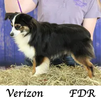 Verizon, a female Toy Australian Shepherd for sale in Forestburg, TX – 5 of 6