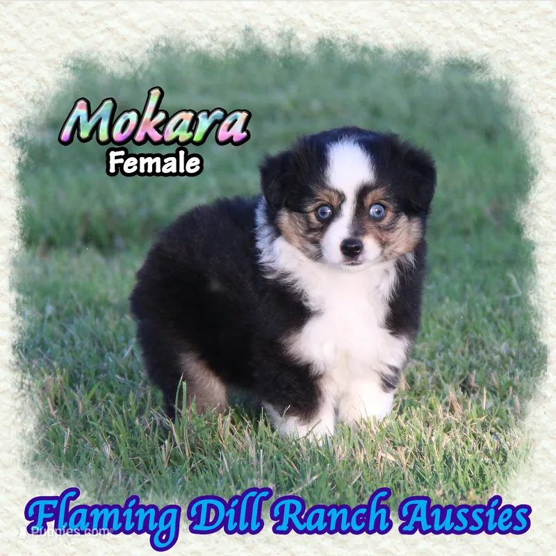Mokara – Toy Australian Shepherd puppy for sale in Forestburg, TX