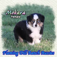 Mokara, a female Toy Australian Shepherd for sale in Forestburg, TX – 1 of 5