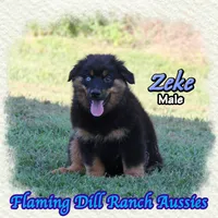 Zeke, a male Miniature Australian Shepherd for sale in Forestburg, TX – 3 of 5