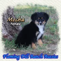 Mocha, a female Toy Australian Shepherd for sale in Forestburg, TX – 3 of 5
