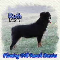 Ruth, a female Miniature Australian Shepherd for sale in Forestburg, TX – 4 of 5
