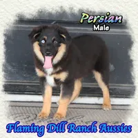 Persian, a male Miniature Australian Shepherd for sale in Forestburg, TX – 2 of 5