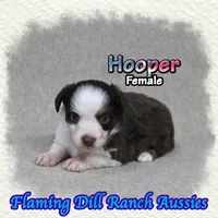 Hooper, a female Toy Australian Shepherd for sale in Forestburg, TX – 2 of 5