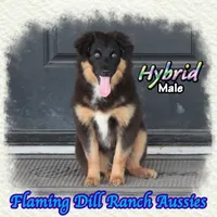 Hybrid, a male Miniature Australian Shepherd for sale in Forestburg, TX – 3 of 5
