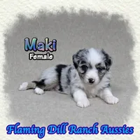 Maki, a female Toy Australian Shepherd for sale in Forestburg, TX – 3 of 5
