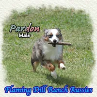 Pardon, a male Toy Australian Shepherd for sale in Forestburg, TX – 4 of 5