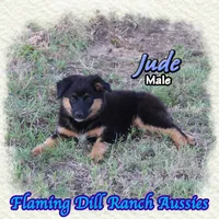 Jude, a male Miniature Australian Shepherd for sale in Forestburg, TX – 4 of 5