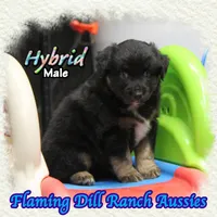 Hybrid, a male Miniature Australian Shepherd for sale in Forestburg, TX – 3 of 5