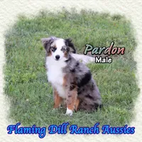 Pardon, a male Toy Australian Shepherd for sale in Forestburg, TX – 3 of 5